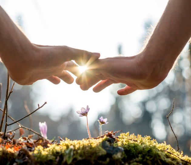 hand covering flowers at the garden with sunlight